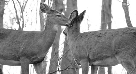 The young deers in loveの写真素材