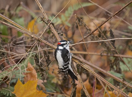 The Downy woodpecker on the branchの写真素材