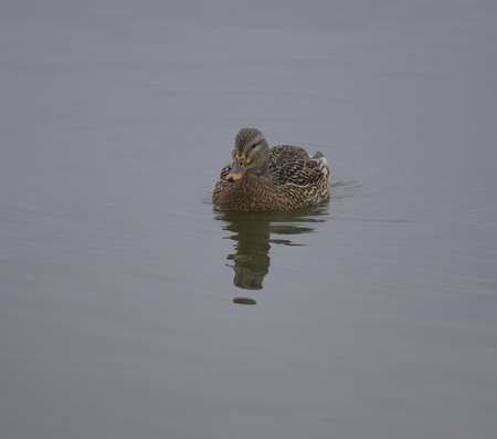The beautiful mallard in the calm waterの写真素材