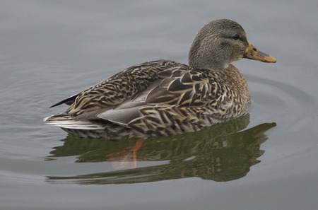The mallard female is swimming awayの写真素材