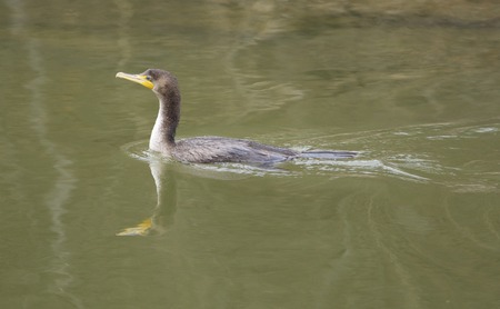 The cormorant is searching for somethingの写真素材
