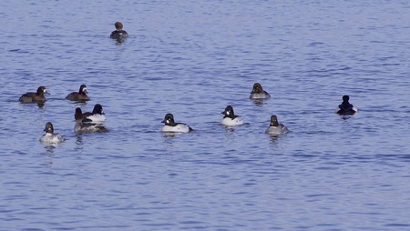 The funny little ducksの写真素材