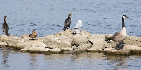 The birds islandの写真素材