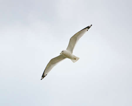 The Ring-billed gull is flyingの写真素材