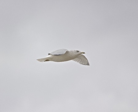 The calm gull is flyingの写真素材