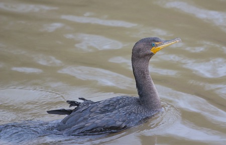The funny cormorantの写真素材
