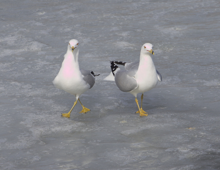 The funny pair of ringbilled gullsの写真素材