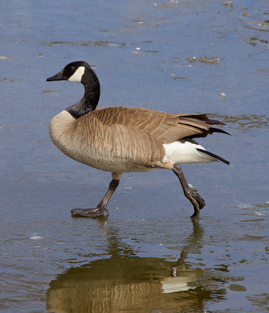 The confident walk of a cackling gooseの写真素材
