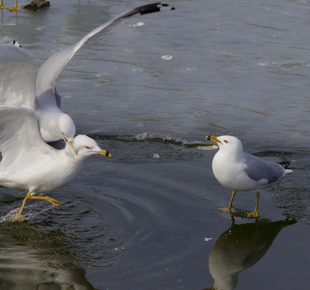 The crazy fight of two gulls and reaction of the witnessの写真素材