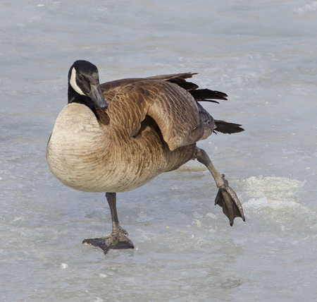 The cackling goose is skating on the iceの写真素材