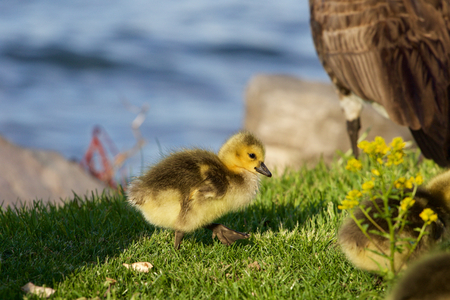 Cute happy chick is going near the waterの写真素材
