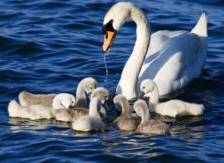 The mother-swan helps her chicks to get the algae from the lakeの写真素材