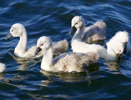 Five young mute swans are swimmingの写真素材