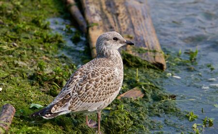 The close-up of the beautiful lesser black-backed gull staying on the shore of the lakeの写真素材