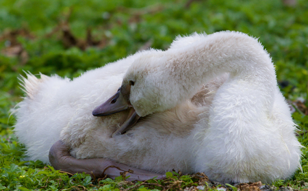 The close-up of the young swan cleaning her feathers on the grassの写真素材