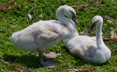 Two young mute swans together on the grassの写真素材