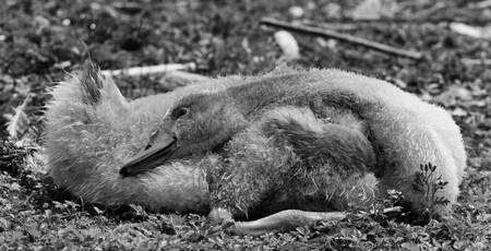 The black and white close-up of the young laying mute swanの写真素材
