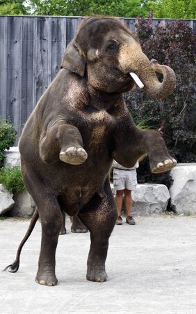 Strong Asian elephant staying on his two legsの写真素材