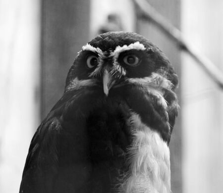 Beautiful close-up of the owl looking at somethingの写真素材
