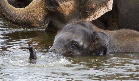 Funny cute elephant is swimming in the lakeの写真素材