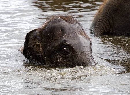 The beautiful close-up of a funny cute elephant in the lakeの写真素材