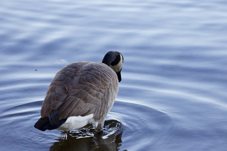 Beautiful background with the Canada goose stepping into the water of the lakeの写真素材