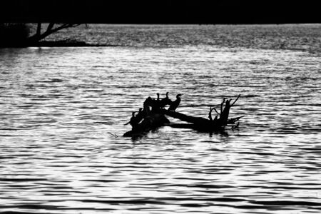Beautiful black and white background with the birds on the log in the lakeの写真素材