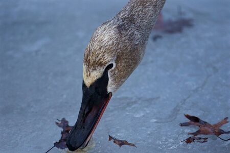 Beautiful isolated picture with a trumpeter swan eating something from the iceの写真素材