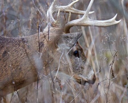 Image with the male deer looking at something in the grass