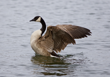 Beautiful image with a noble Canada goose with the wingsの写真素材