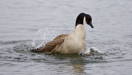 Isolated image of the expressively swimming Canada goose in the lakeの写真素材