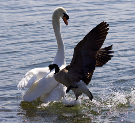 Amazing photo of the Canada goose attacking the swanの写真素材