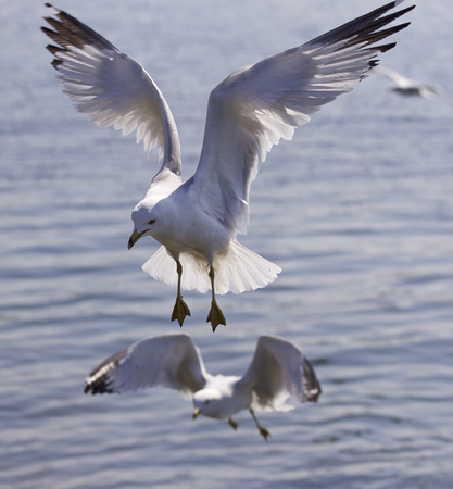Beautiful isolated photo of two flying gullの写真素材