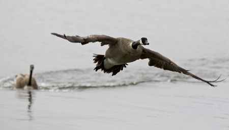 Beautiful isolated image with a Canada goose flying away from his rivalの写真素材