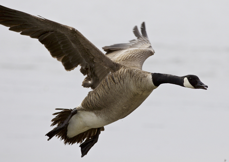 Beautiful isolated photo of a flying Canada gooseの写真素材