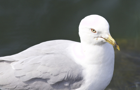 Beautiful isolated photo of a gullの写真素材