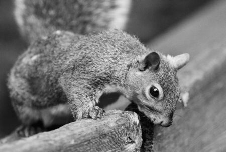 Beautiful black and white image with a cute funny curious squirrelの写真素材