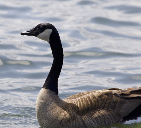 Beautiful isolated photo of a Canada gooseの写真素材