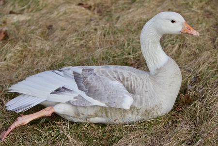 Beautiful isolated photo of a wild snow gooseの写真素材