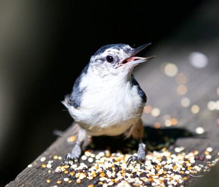 Beautiful isolated image with a white-breasted nuthatch birdの写真素材