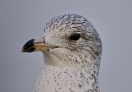 Amazing isolated photo of a cute gullの写真素材