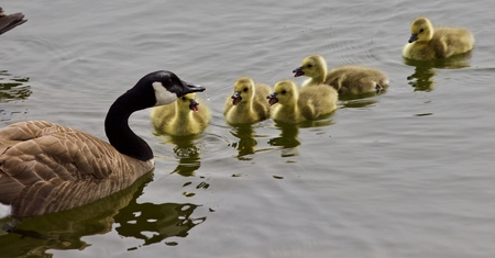 Beautiful isolated photo of a young family of Canada geeseの写真素材