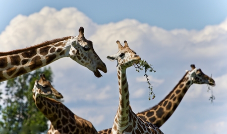 Photo of four cute giraffes eating leavesの写真素材