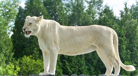 Photo of a scary white lion screaming in a fieldの写真素材