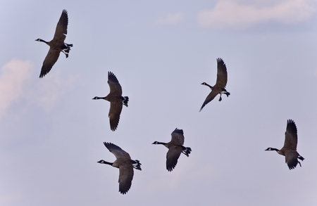 Isolated photo of a group of Canada geese flyingの写真素材