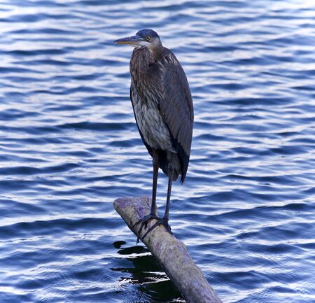 Photo of a great blue heron standing on a logの写真素材