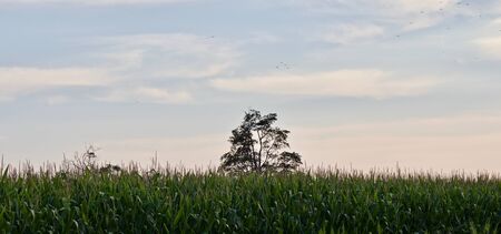 Photo of a beautiful corn field in the farm landの写真素材