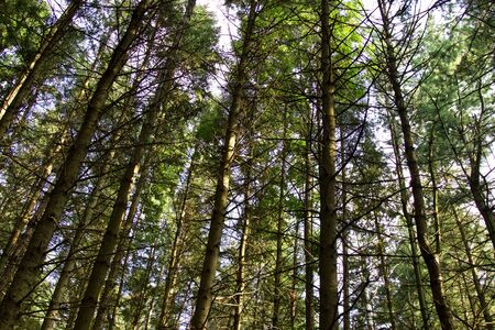 Beautiful isolated image of an old sunny forest