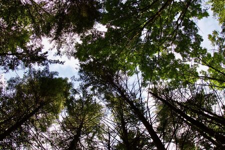 Beautiful photo of an old sunny forest