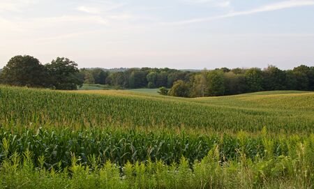Isolated photo of a beautiful corn field